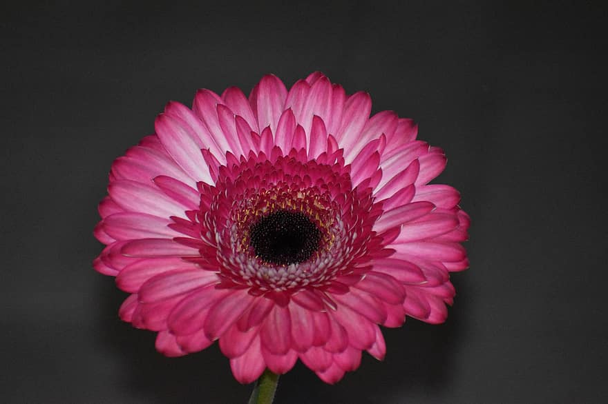 Transvaal Daisy, Blume, pinke Blume, Blütenblätter, rosa Blütenblätter, Gerbera, blühen, Flora, Nahansicht, Pflanze, Blütenblatt