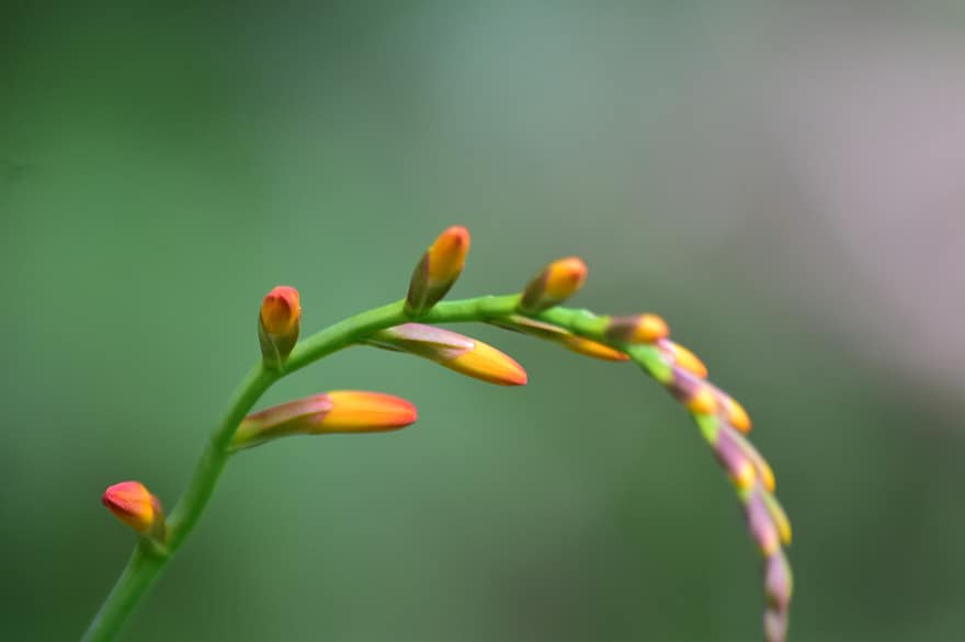 Montbretia, Flowers, Buds, Crocosmia, Blooming, Blossoming, Flora, Plant, Nature