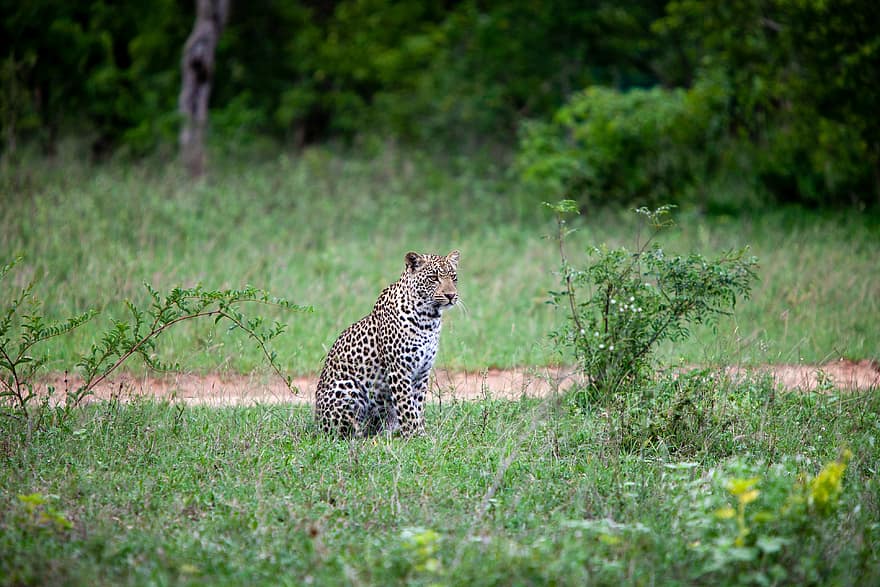leopard, Příroda, zvíře, Afrika, vzor, srst, divočina, volně žijících živočichů, kočka, uši, masožravec