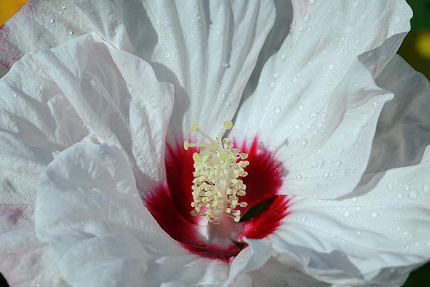 hibiscus, flor blanca, flor, jardí, flora, botànica, naturalesa, hibisc blanc, macro, llet d’ocells, colorit