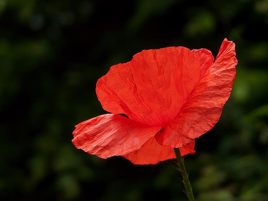Poppy, Flower, Red Flower, Petals, Plant, Flora, Bloom, Blossom, Common Poppy, Papaver Rhoeas, Weed Flower
