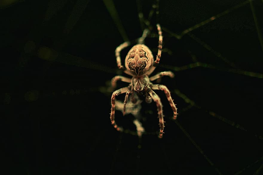 pająk, pajęczak, ścieśniać, stawonogi, Natura, nogi pająka, makro, zbliżenie, pajęcza sieć, straszny, owad