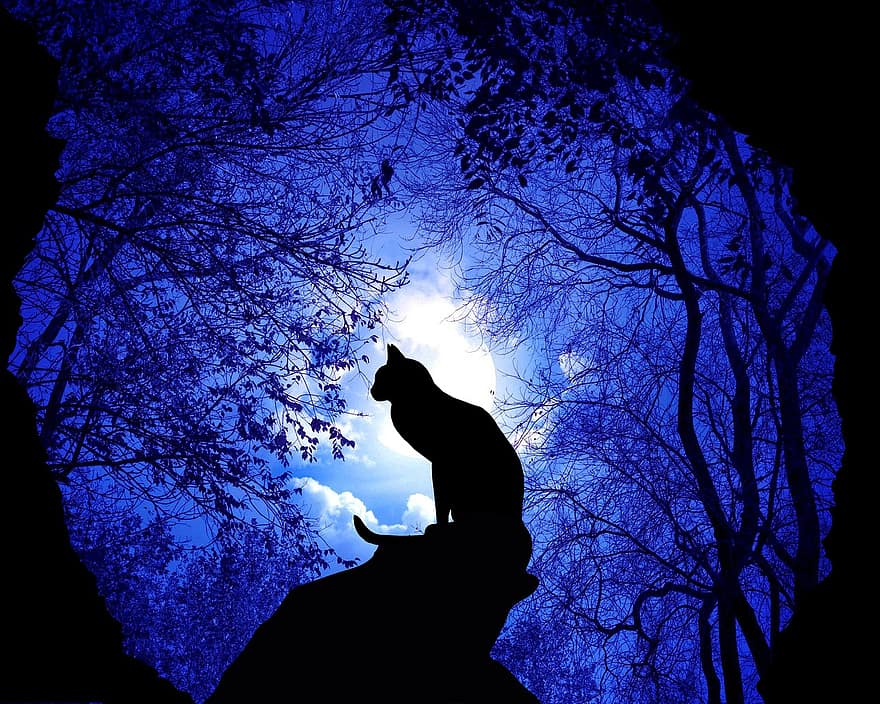 kaķis, koki, mēness, naktī, siluets, dzīvnieki, akmens, melns, apgaismojums