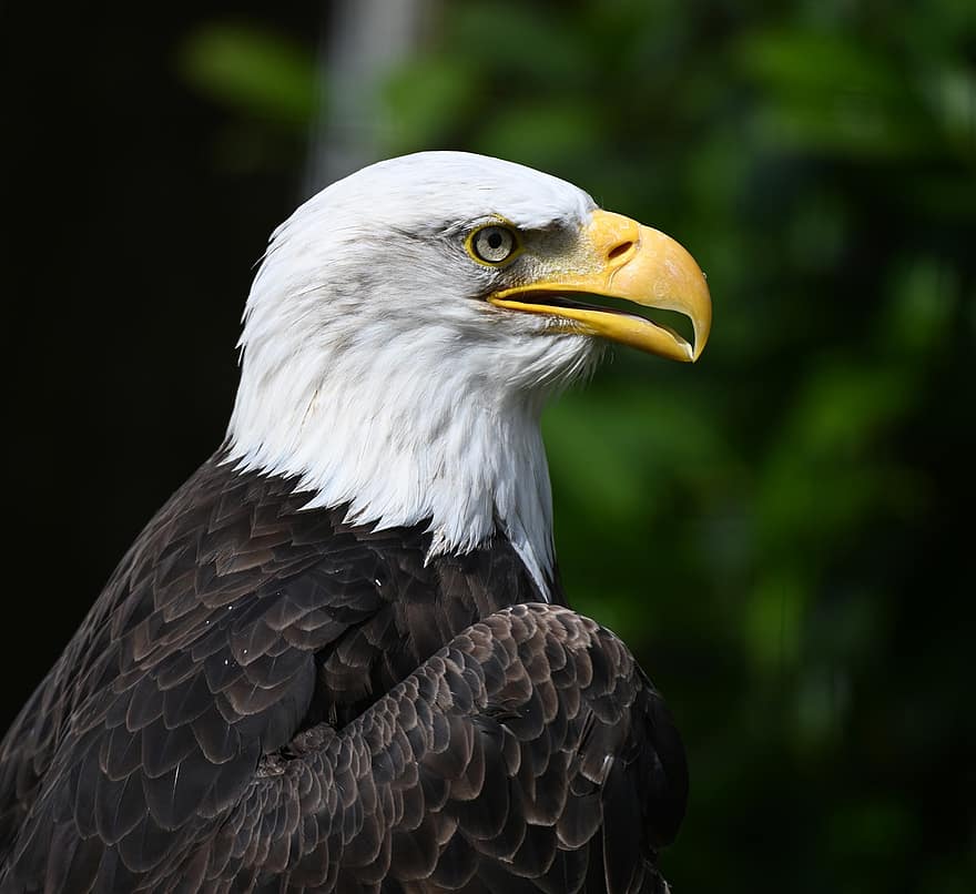 Águila americana, águila, pájaro, pico, plumas, aviar, ave de rapiña, pluma, animales en la naturaleza, Águila calva, de cerca