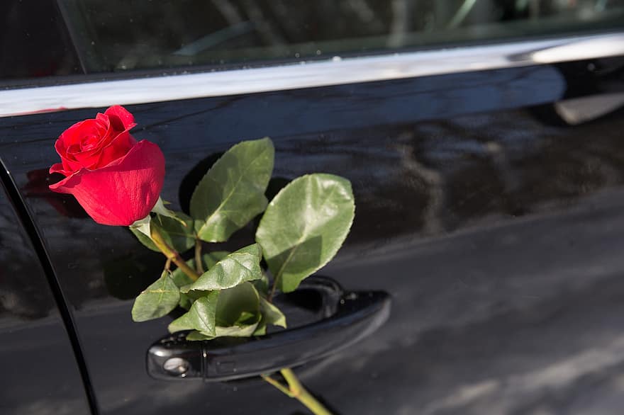 růže, auto, Valentýn