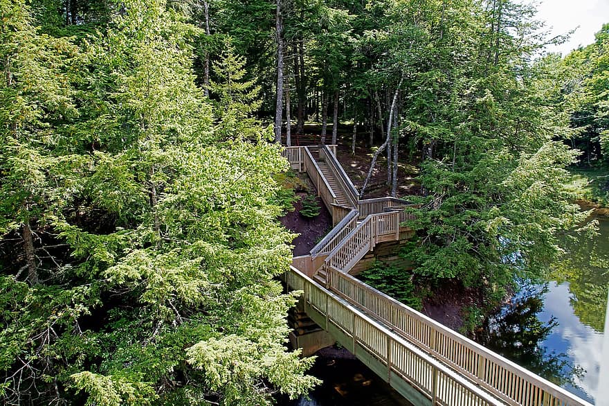 escaliers, passerelle, Moulin à farine de Balmoral, eau, forêt, arbre, sentier, plante, été, couleur verte, escalier