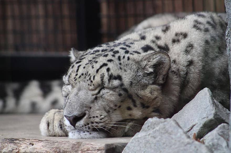 leopardi, lumi leopardi, eläin, villieläimet, nisäkäs, iso kissa, nukkumassa, unessa, eläintarha, lähikuva, eläinten valokuvaus