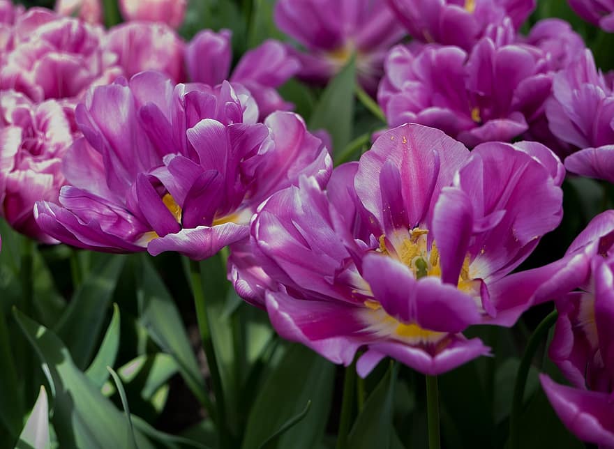 tulipaner, lilla tulipaner, sprunget helt ud, blomster, have, lilla blomster, plante, blomst, blomsterhoved, tæt på, kronblad