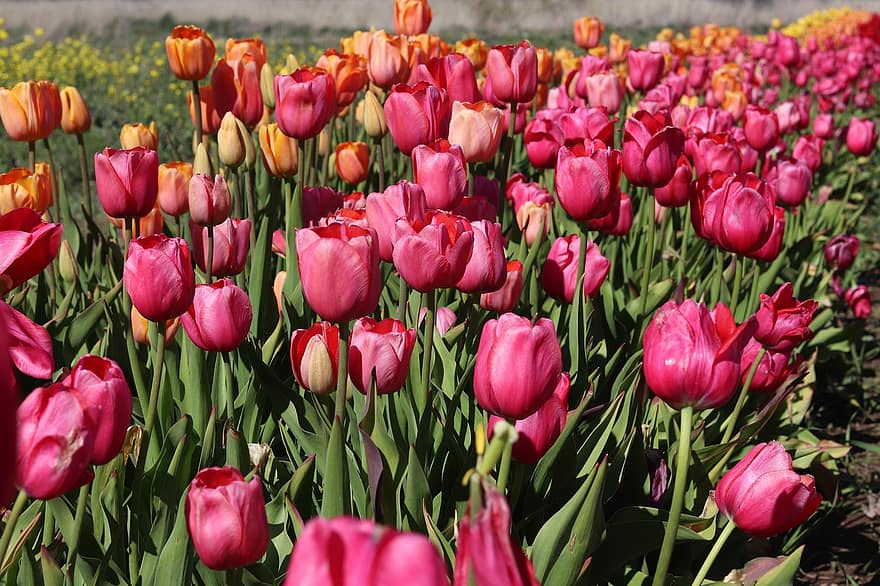 tulipani, fiori, campo, campo di fiori, campo di tulipani, fiori rosa, tulipani rosa, fioritura, fiorire, flora, floricoltura