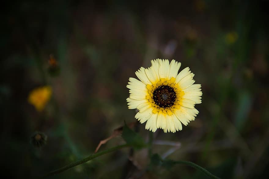 κίτρινο άνθος, λουλούδι, Ομπρέλα Milkwort, Τόλπης Μπαρμπάτα, φύση, ανθίζω, φυτό, Ισπανία, καλοκαίρι, γκρο πλαν, κίτρινος