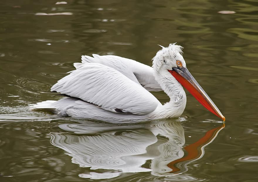 pelicano, pássaro, lago, reflexão, agua, natação, plumagem, bico, penas, pássaro aquático, animal