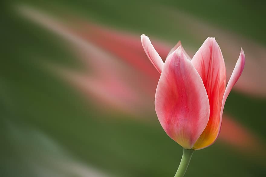 tulipan, rød, blomst, blomstre