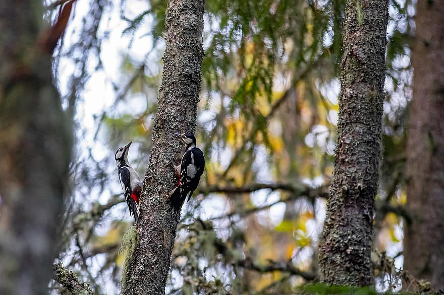 Great Spotted Woodpeckers, Trees, Birds, Pair, Pair Of Birds, Woodpeckers, Wildlife, Wild Animals, Wilderness, Ave, Avian