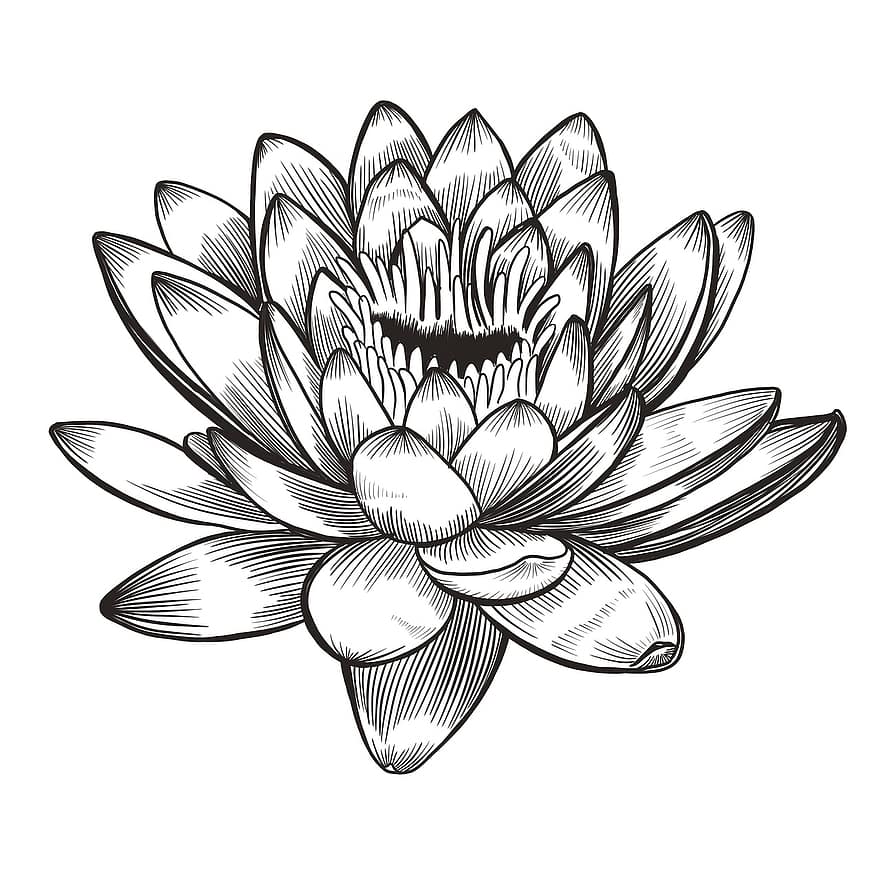 blomma, lotus, växt, Lila Lotus Alba, natur