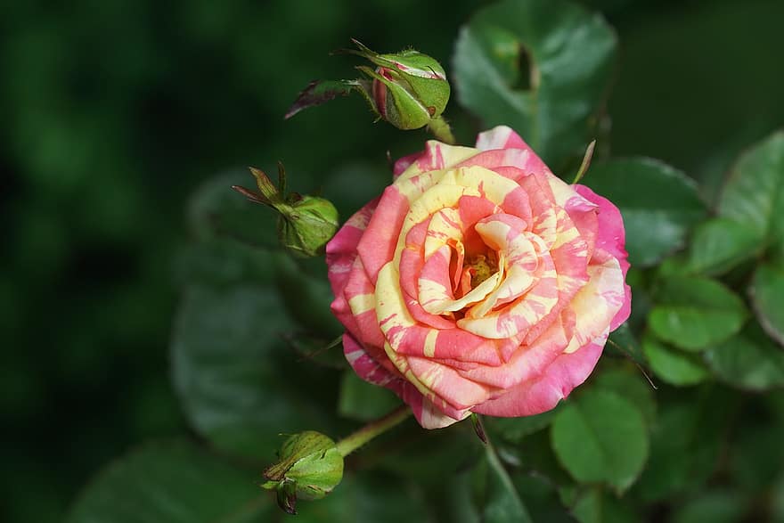Rosa, flor, brotes, flor rosa, pétalos, pétalos de rosa, floración, planta, flora, hoja, de cerca