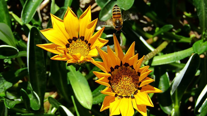 abella, insecte, pol·linitzar, polinització, flors, insecte alat, ales, naturalesa, himenòpters, entomologia, macro
