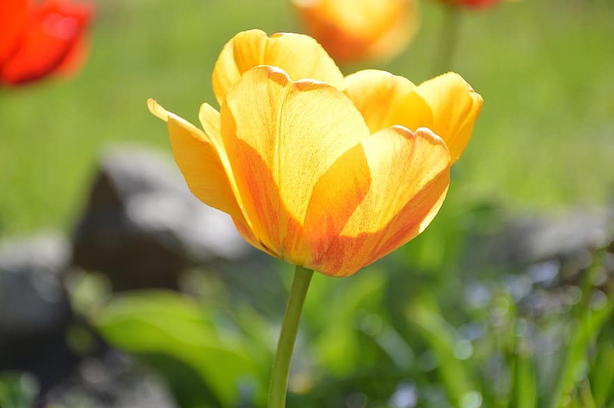 тюльпан, цветок, весна, желтый тюльпан, желтый цветок, цветение, лепестки, завод, природа, летом, желтый