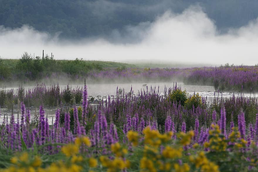 Lake, Field, Meadow, Flowers, Weeds, Plants, Fog, Landscape