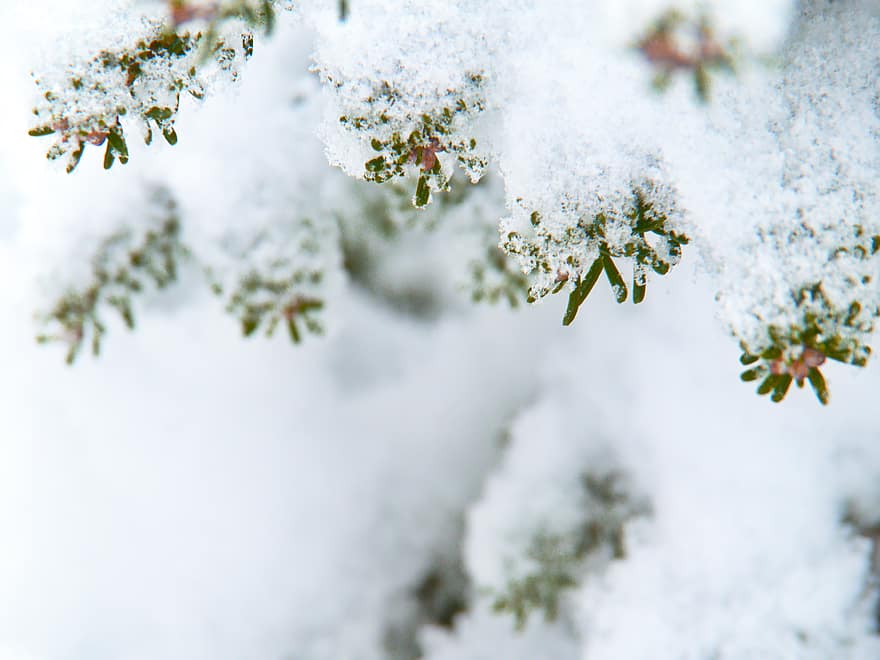 сніг, зима, фон, дерево, ліс, на відкритому повітрі, сніжинка, білий, заморожений, природи, сезон