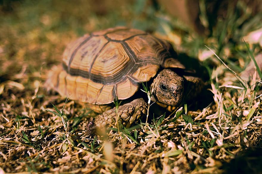 sköldpadda, reptil, djur-, Chaco Tortoise, Argentinsk sköldpadda, Patagonisk sköldpadda, Södra träsköldpaddan, fauna