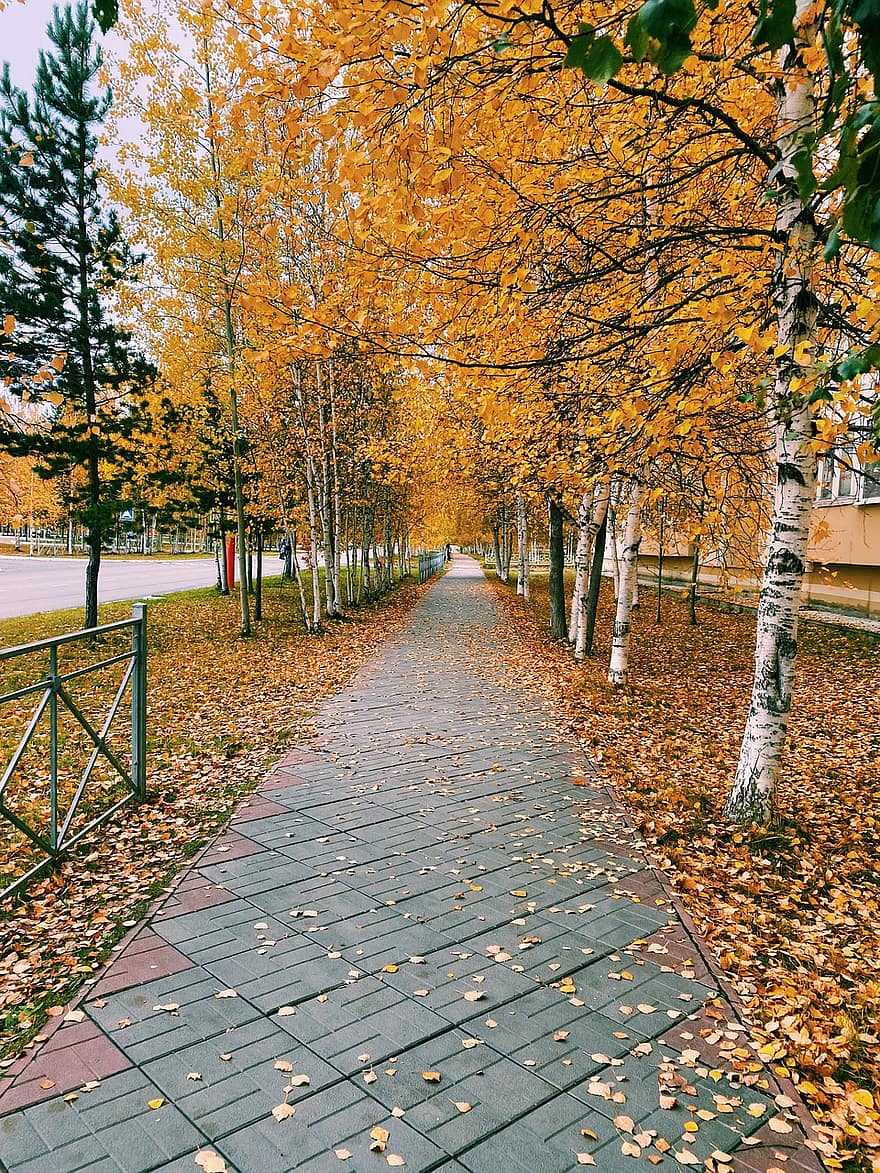 парк, осень, природа, листья, листва, деревья, береза, падать
