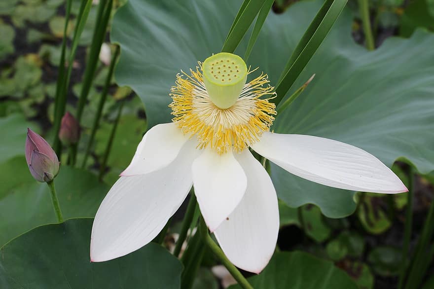 lotus, fleur, fleur de lotus, fleur blanche, pétales, pétales blancs, Floraison, plante aquatique, flore