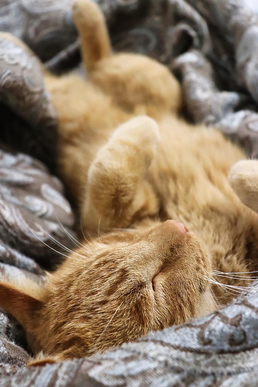 chat, animal de compagnie, félin, animal, fourrure, minou, dormir, en train de dormir, national, chat domestique, portrait de chat