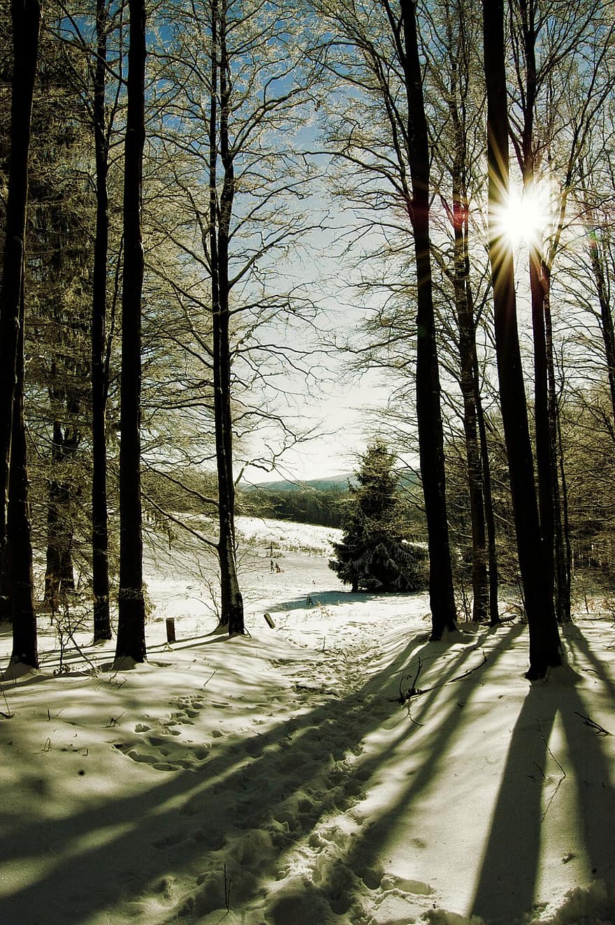 træer, sne, sol, vinter, natur, sollys, Skov, frost, kold, is, træ