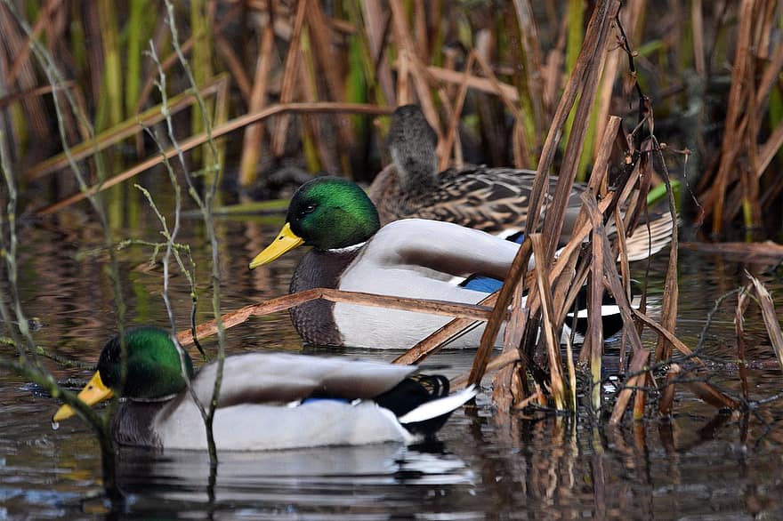 Ducks, Birds, Pond, Reeds, Plumage, Crossword, Water, Swim