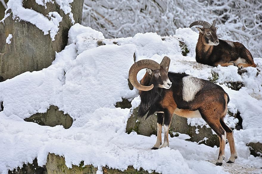 mouflon, dyr, snø, villfår, pattedyr, drøvtygger, Bock, dyreliv, horn, vinter, kald