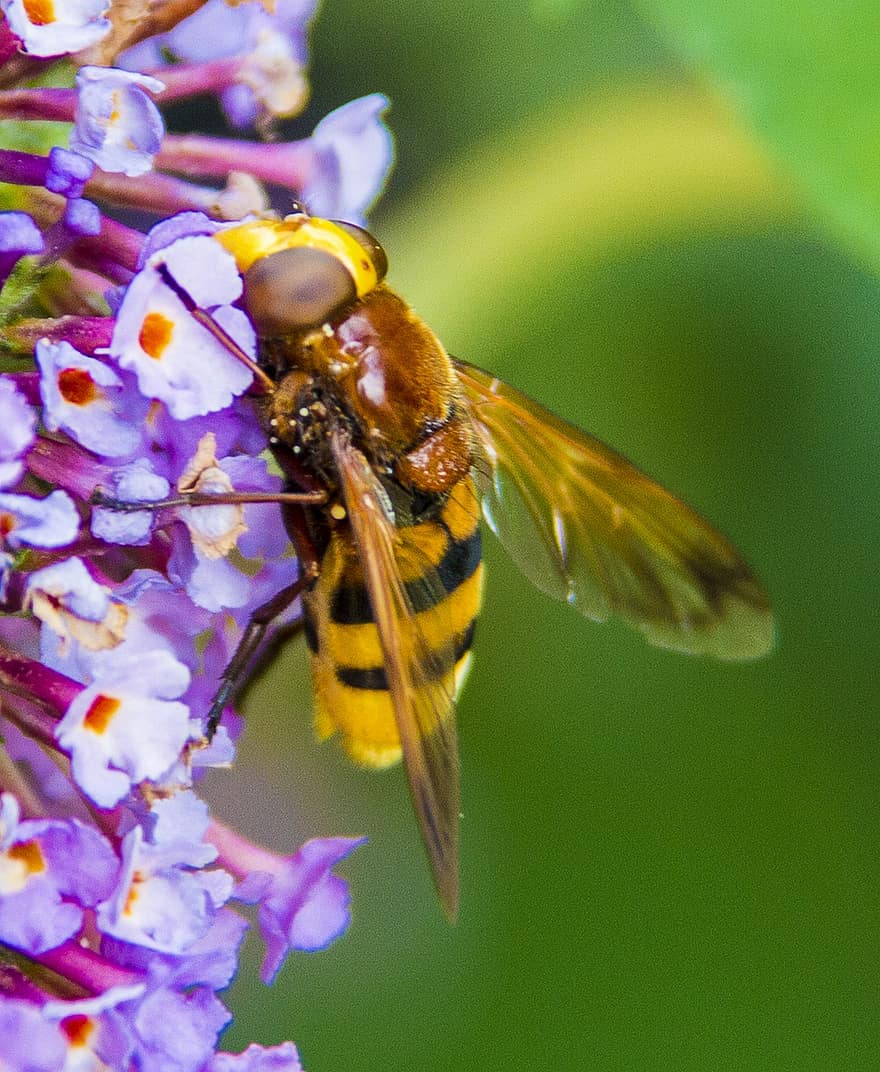 hornet, insekt, pollinere, pollinering, blomst, bevinget insekt, vinger, natur, Hymenoptera, entomologi, nærbilde