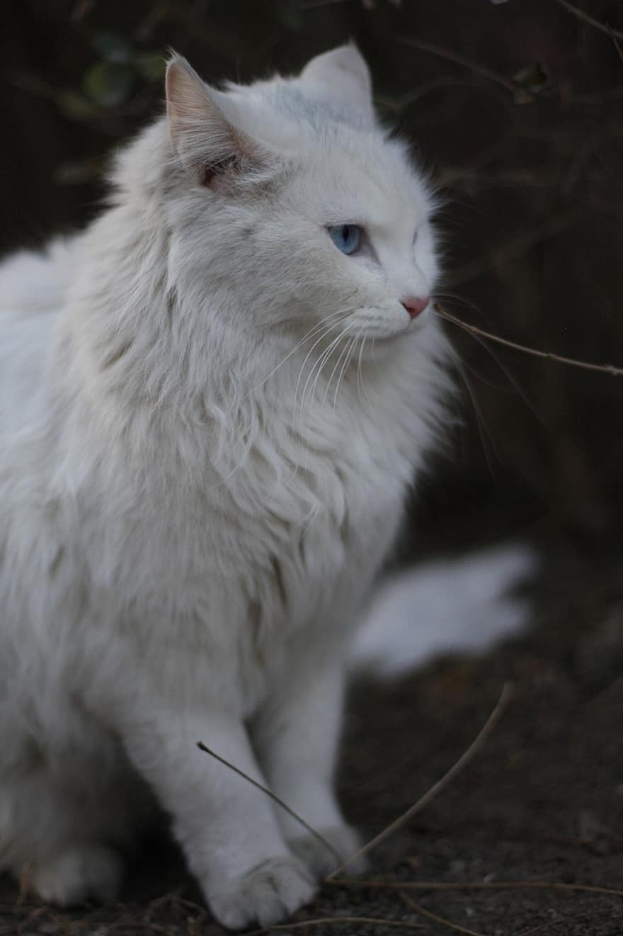 ネコ、ペット、動物、白い猫、キティ、プッシー、国内の、猫科、哺乳類、可愛い、冬