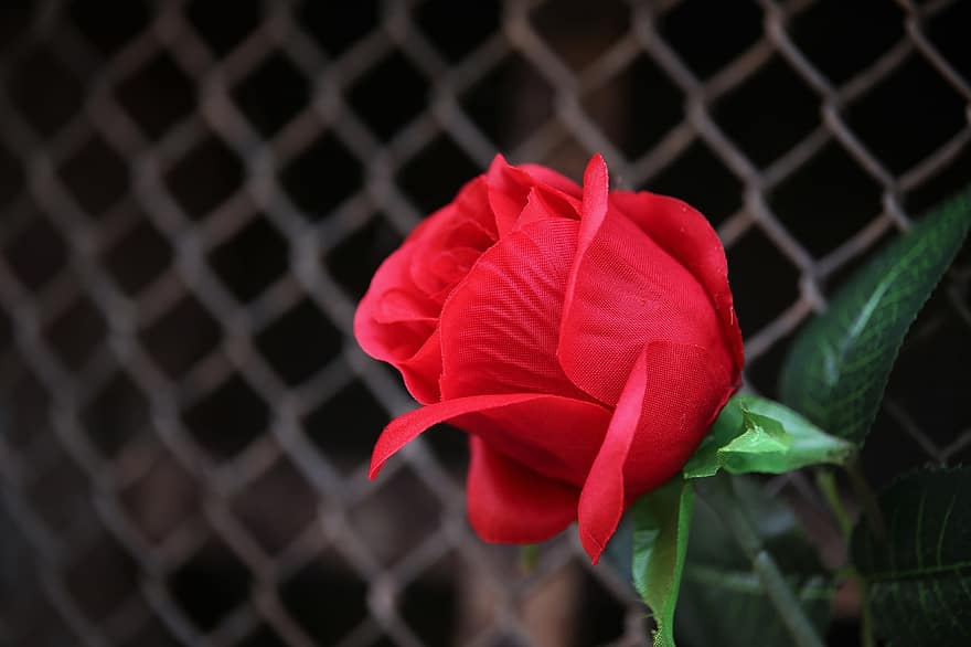 Flower, Rose, Petals, Artificial, Red Rose, Chain Link, Barrier, Border, Fence, Romantic, Emotion