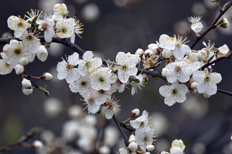 білі квіти, цвітіння вишні, сакура, квіти, гілки, білі пелюстки, цвітіння, флора, природи, весна