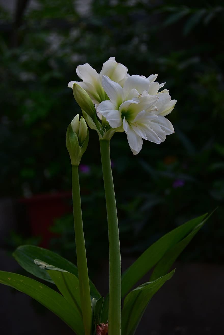 Lilia doliny, biały, kwiat, ładny