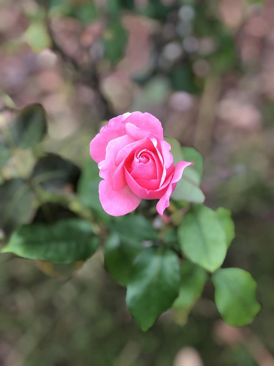 Rose, blomst, flor