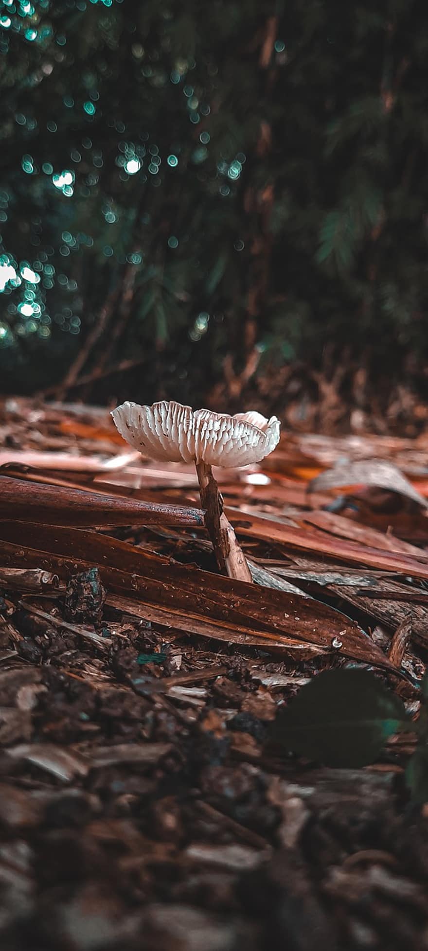 Mushroom, Ground, Leaves, Toadstool, Fungus, Forest, Nature, Closeup, Winter, Indonesia, Jamur