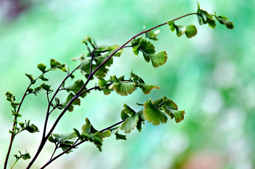 adiantum, falguera de maidenhair, flora, naturalesa, full, color verd, planta, arbre, primer pla, branca, primavera