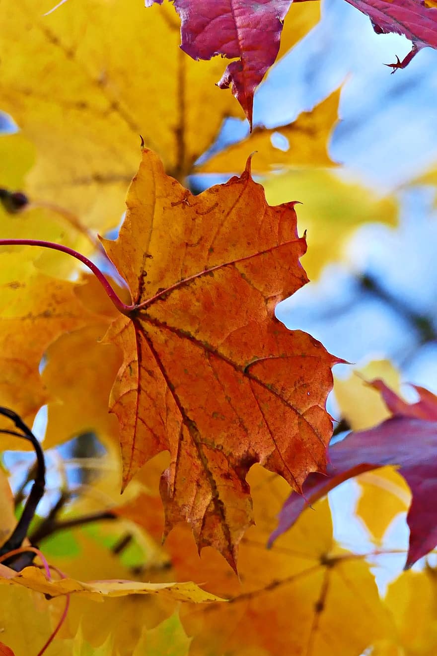 الخريف ، اوراق اشجار ، أوراق الشجر ، اوراق الخريف ، أوراق الخريف ، فصل الخريف ، سقوط ورق النبتة ، غابة