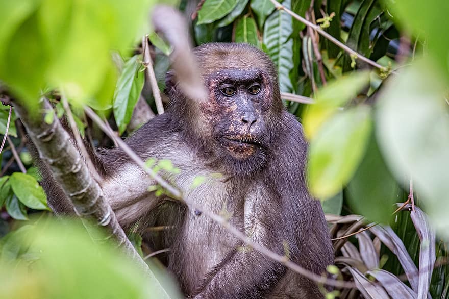 khỉ đuôi dài, con khỉ, thú vật, Bear Macaque, khỉ, macaca arctoides, động vật có vú, động vật hoang dã, linh trưởng, nhiệt đới, Thiên nhiên