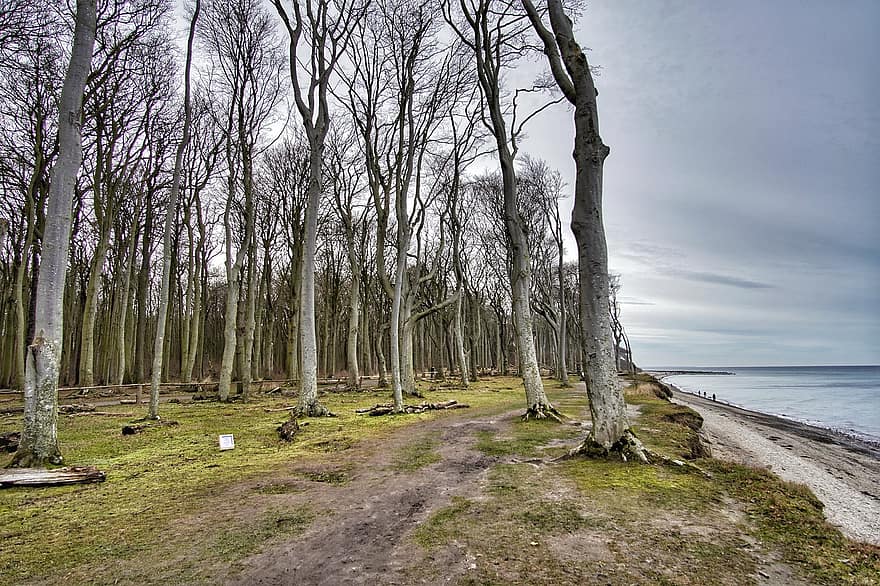 пляж, деревья, Балтийское море, жуткий, лес, Nienhagen, берег