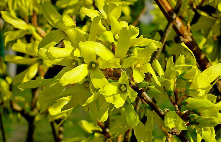 Forsythia, Flowers, Plant, Yellow Flowers, Bloom, Blossom, Spring, Garden, Nature, Decorative