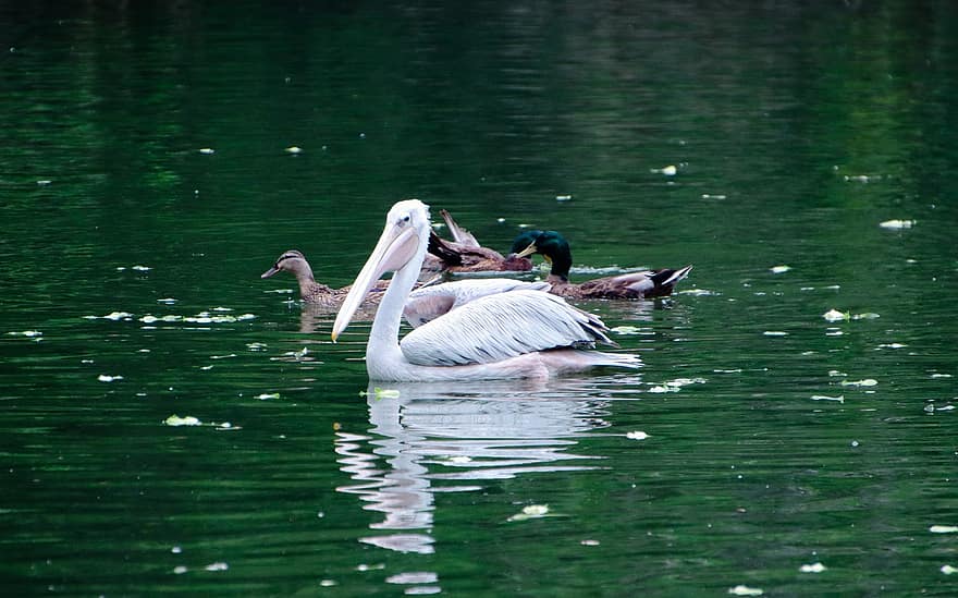 pelikanas, antys, paukščių, pelkės, gyvūnams, laukinės gamtos, vandens paukščiai, plunksnos, tvenkinys, ežeras, ornitologija