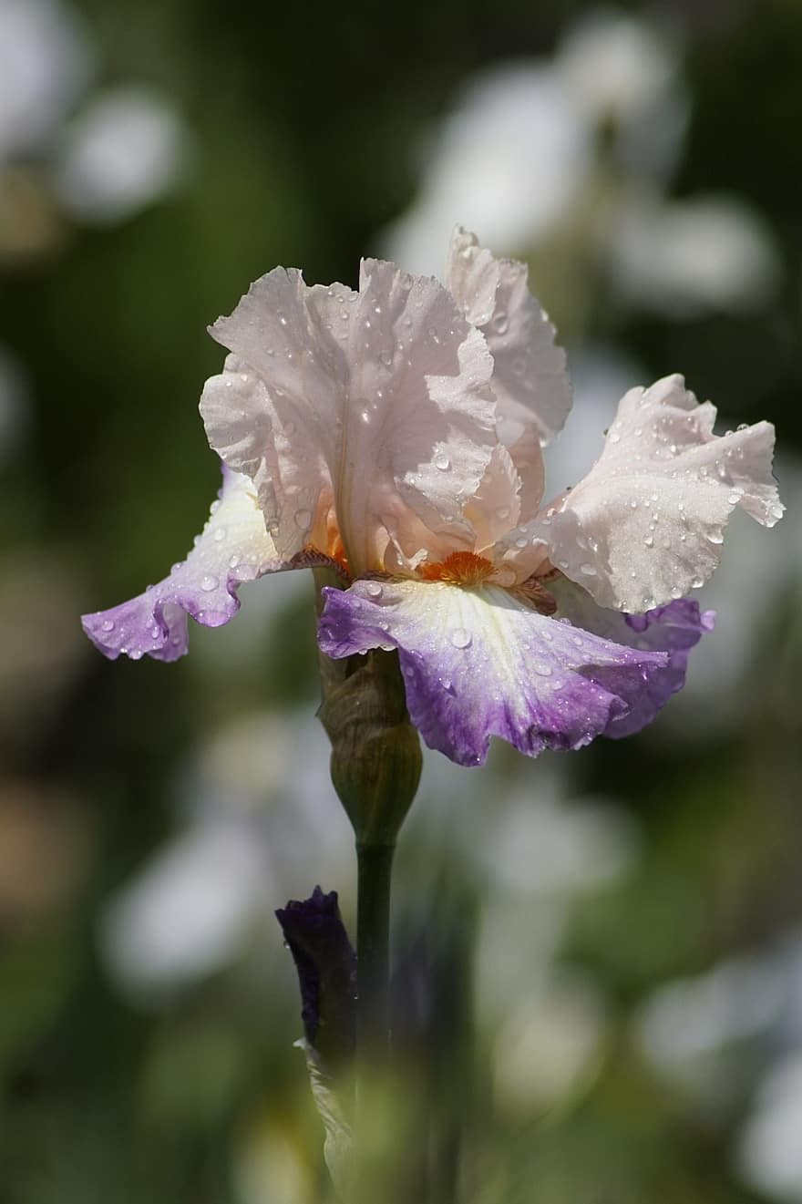 blomma, Hög skäggig Iris, iris, svärdslilja, närbild, växt, kronblad, sommar, blomhuvud, blad, botanik