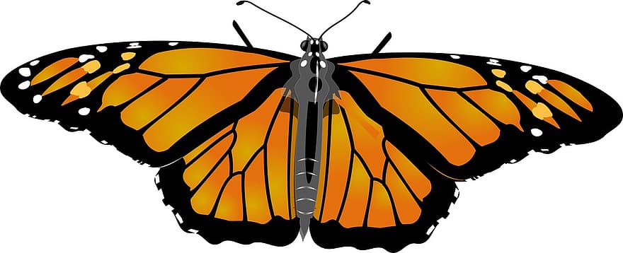 monark, sommerfugl, bug, vakker, Makrolepidopteran, vinger, flagrende, insekt, flying, dyrfløyen, gul