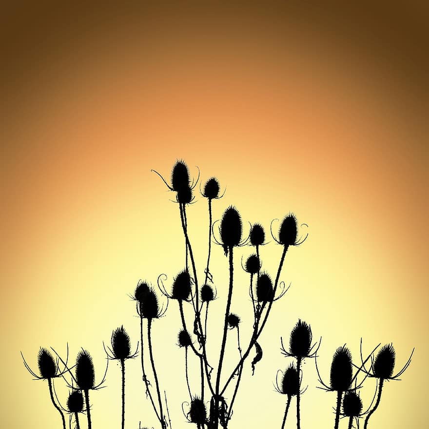 cardo, fiori, silhouette, teste di semi, pianta, spinoso, fiori selvatici