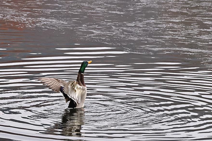 зеленоглава патица, патица, езеро, размахващи се крила, птица, водни птици, паток, водна птица, животно, вода, перце