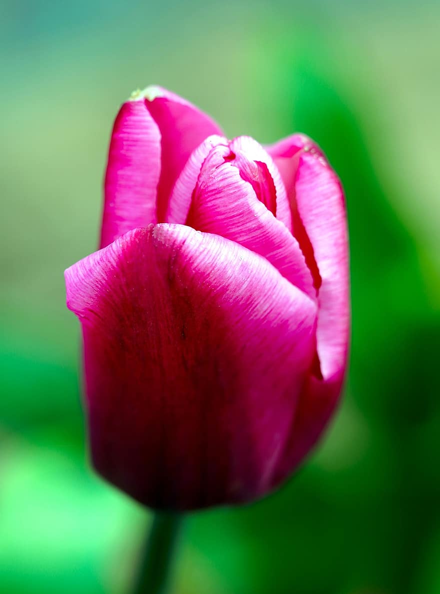 tulipan, blomst, plante, lyserød blomst, kronblade, flor, blomstre, forår, flora, natur, tæt på