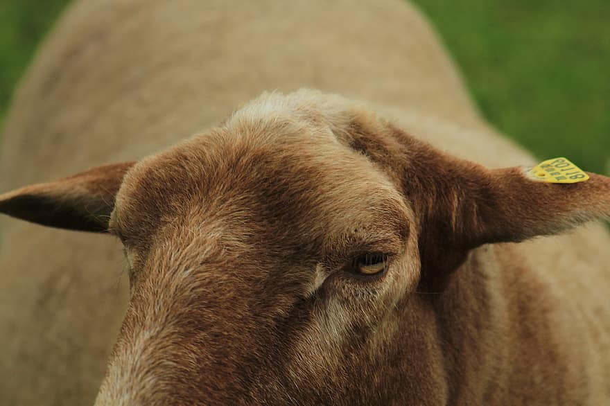 mouton, marron, œil, oreilles, apprivoiser, Schäfer, la laine, la nature