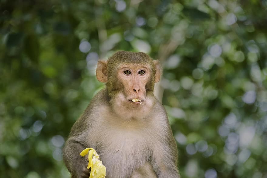маймуна, банан, Индия, Мохан